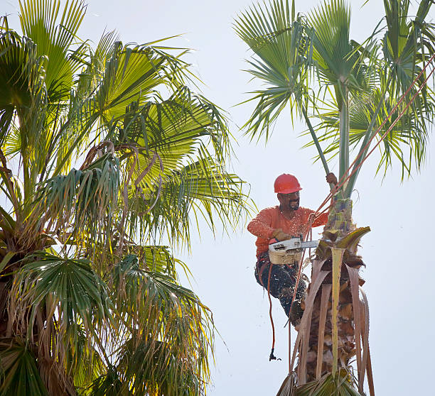 The Steps Involved in Our Tree Care Process in Mills River, NC